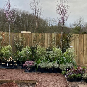 Foxglove Lane Underway 5. Plants ready.