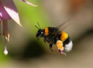 bee flower 2